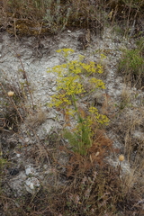 Ferula calcarea