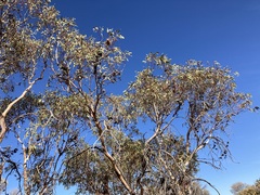Eucalyptus youngiana