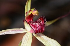 Caladenia fulva