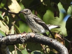 Muscicapa griseisticta