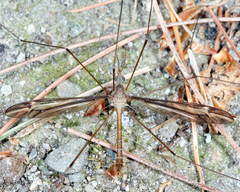Tipula furca