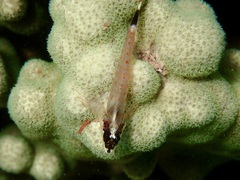 Crocodilichthys gracilis