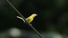 Setophaga discolor