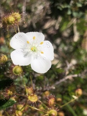 Drosera planchonii
