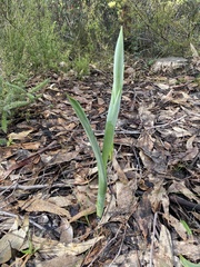 Thelymitra grandiflora