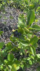 Aronia melanocarpa