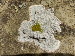 Phlyctis petraea