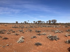 Eragrostis australasica