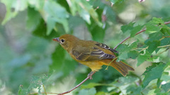 Piranga rubra