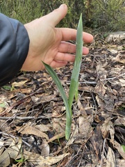 Thelymitra grandiflora