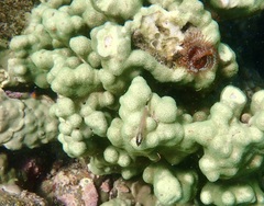 Porites panamensis
