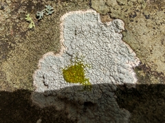 Phlyctis petraea