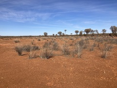 Eragrostis australasica