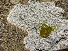 Phlyctis petraea