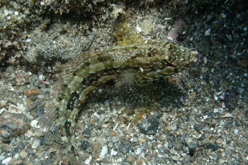 Sonoran Blenny