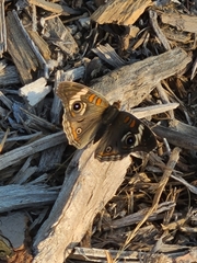 Junonia grisea