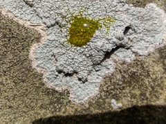 Phlyctis petraea