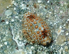 Jenneria pustulata