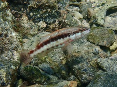 Serranus psittacinus