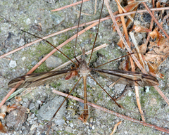 Tipula furca