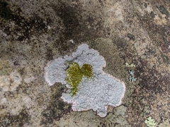 Phlyctis petraea