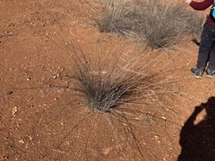 Eragrostis australasica