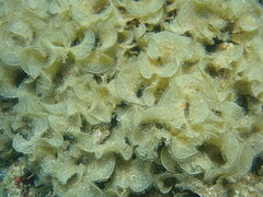 Padina durvillei