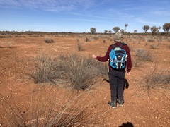 Eragrostis australasica