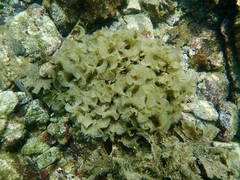 Padina durvillei