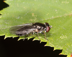 Cheilosia