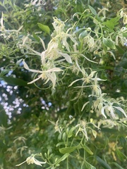 Clematis glycinoides