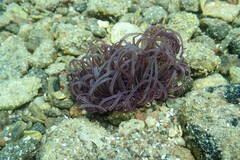 Anthozoa