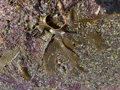 Ecklonia radiata