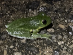 Hyla gratiosa