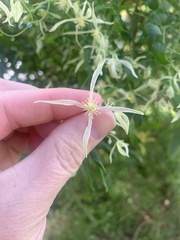 Clematis glycinoides