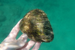 Arcidae