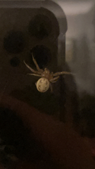 Araneidae