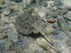 Urobatis maculatus