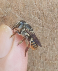 Megachilidae