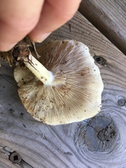Clitocybe odora