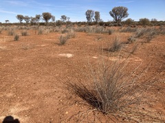 Eragrostis australasica