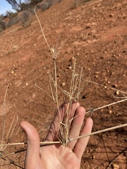 Eragrostis australasica