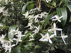 Clematis glycinoides