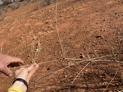 Eragrostis australasica