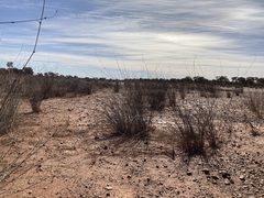 Eragrostis australasica