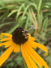 Phymata pennsylvanica