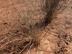 Eragrostis australasica