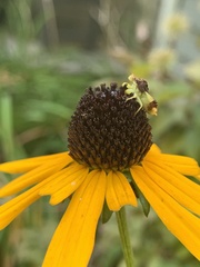 Phymata pennsylvanica