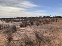 Eragrostis australasica