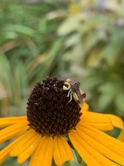 Phymata pennsylvanica